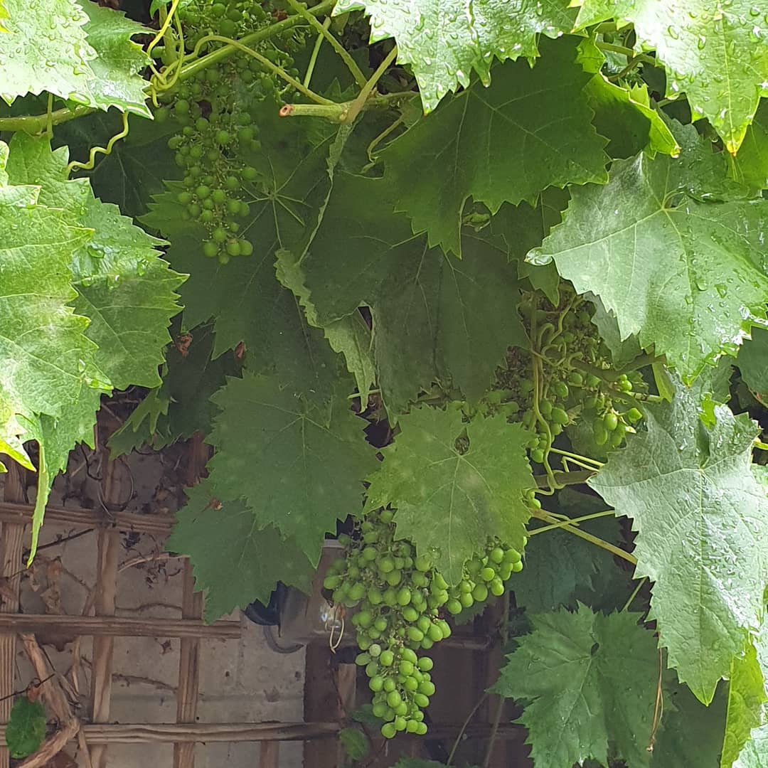 And hopefully the rain won’t affect this year’s vintage of Chateau Corkage..
#corkagebath #wine #winetasting #englishwine #bathcity #bathrestaurants #alfresco
