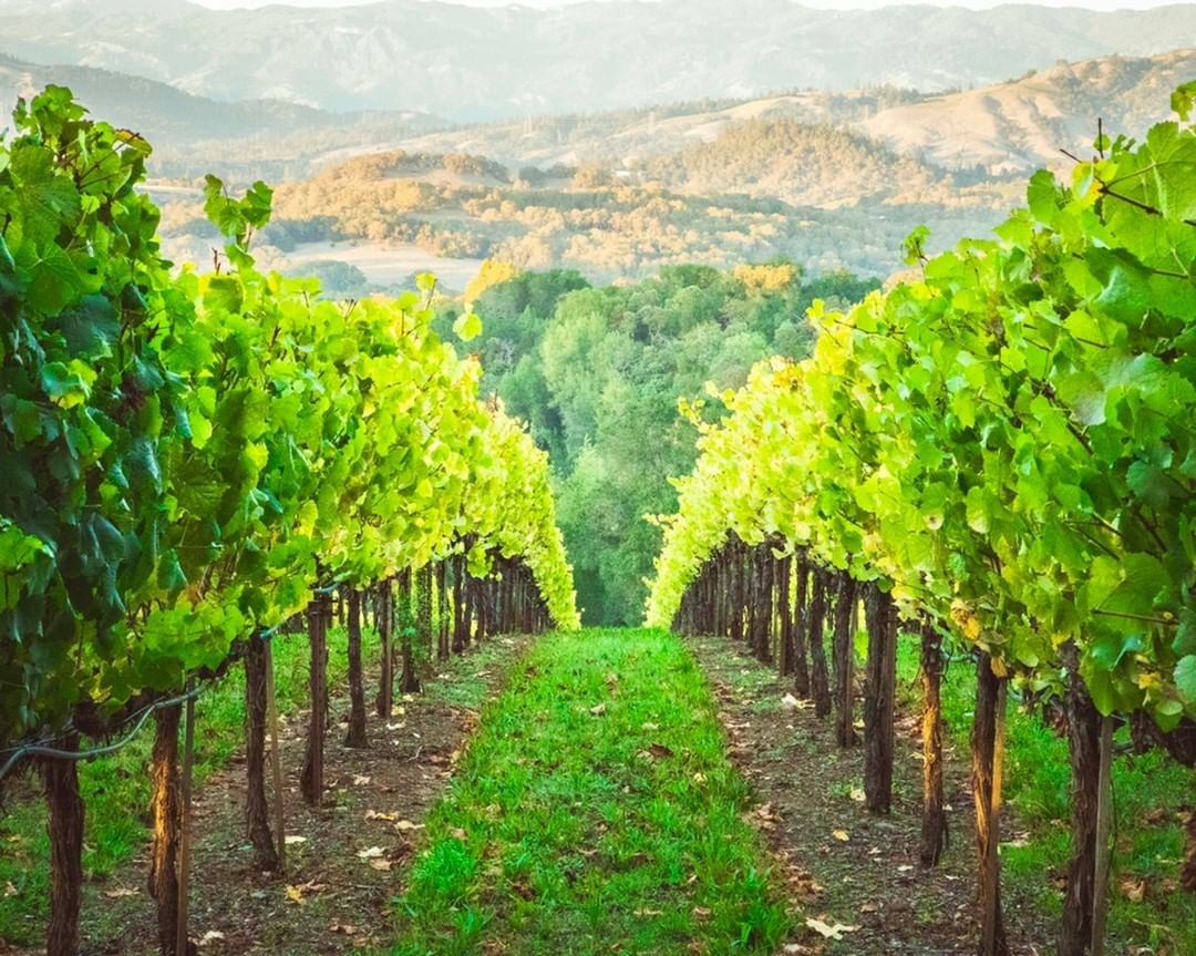In less than one month Tony the Antipodean Sommelier will be walking us through the diverse vineyards of NZ. A truly cracking selection of wines and great food to go with them. Last few tables left. #antipodeansommelier #winesofnz