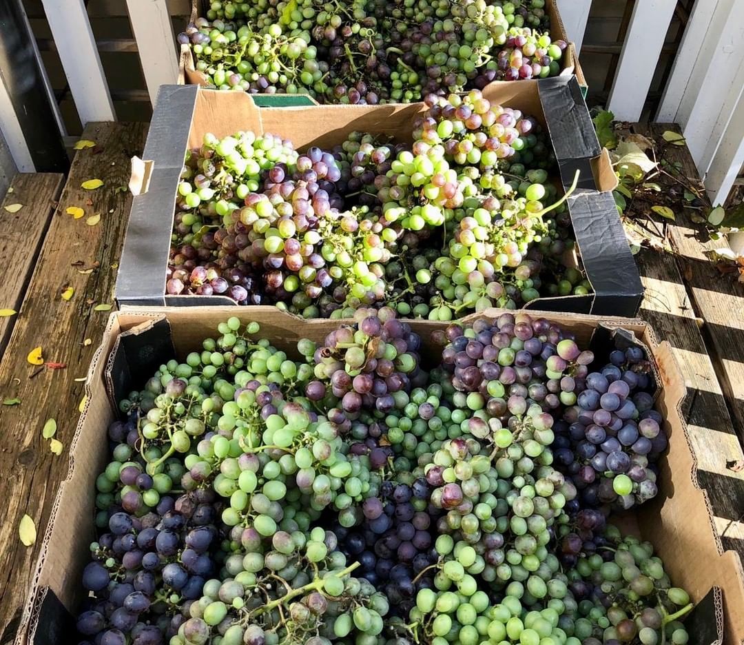 2019 Château Chapel Row. Meagre haul compared to last year’s bumper harvest but still destined for our famous homemade chutneys!