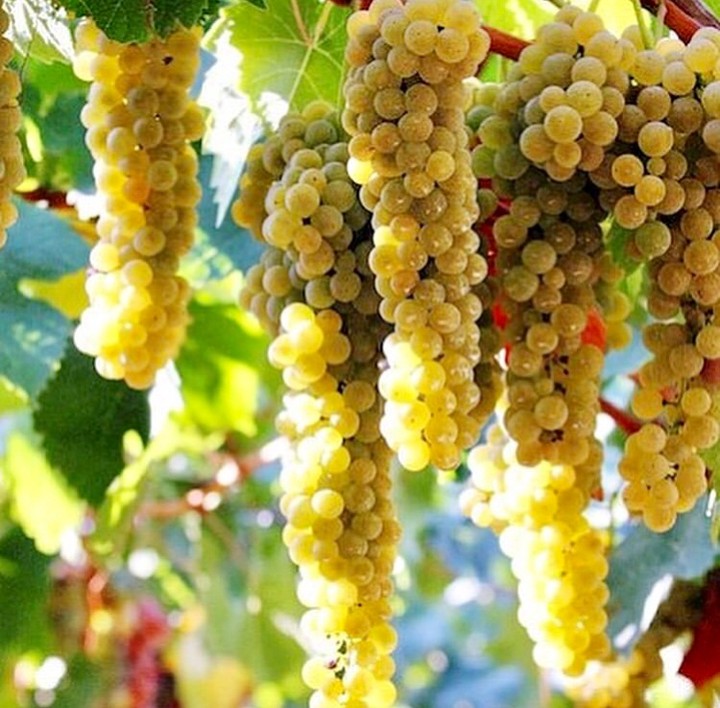 Best thing about autumn? Autumn colours. Grapes ripen and turn golden or ruddy. Can’t wait to taste the fruit of this year when it’s ready to bottle.
