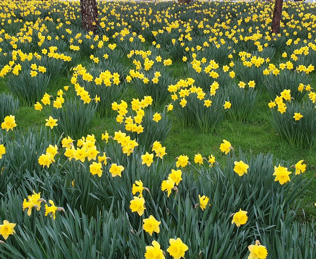 A propos of nothing. Just the joy of nature working its magic in Spring – giving a little reassurance perhaps?
#corkagebath #spring